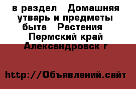  в раздел : Домашняя утварь и предметы быта » Растения . Пермский край,Александровск г.
